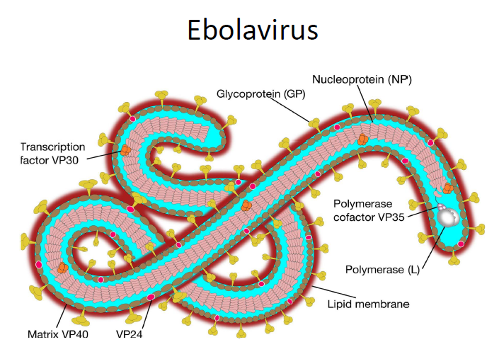Patogenesis Molekular dan Imunologi Infeksi Ebolavirus